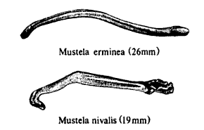 Stoat and Weasel bacula from 'The Carnivores' R. F. Ewer (1998)