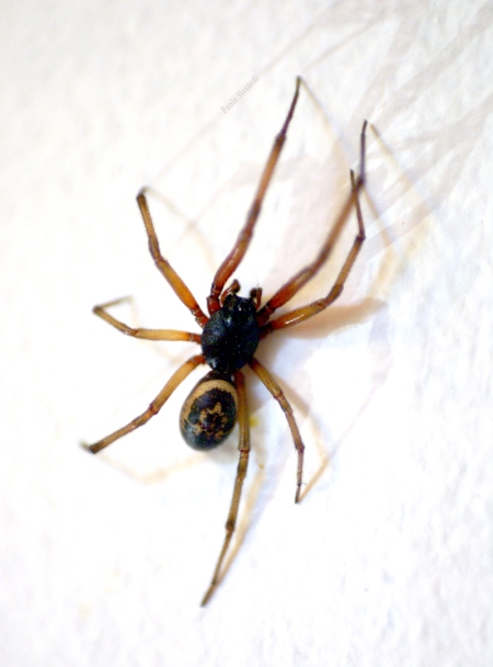 Steatoda nobilis, Forest Hill, London, by Paolo Viscardi, 2014