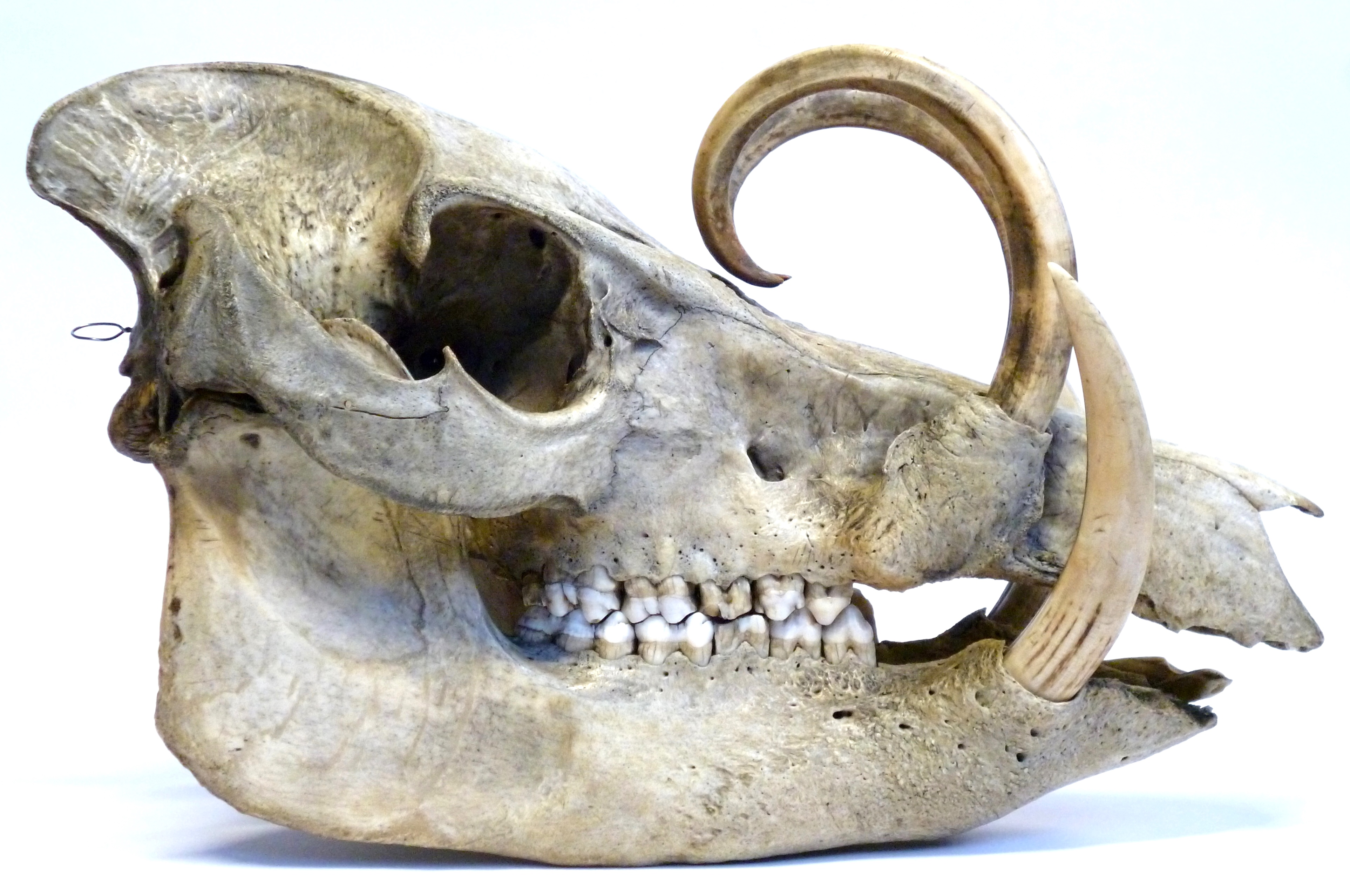 LDUCZ-Z111 Babyrousa babyrussa skull